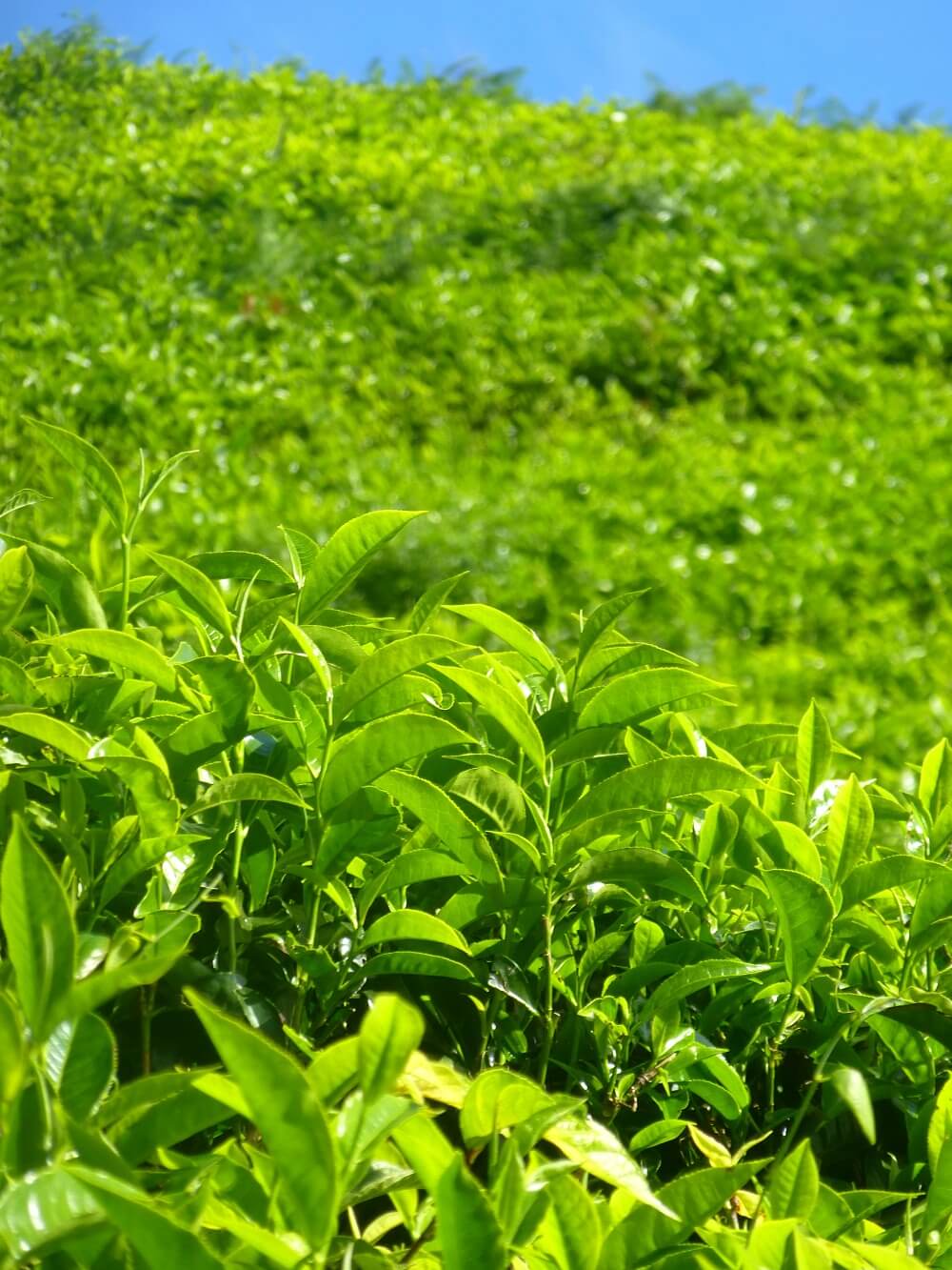Teeplantage Asien